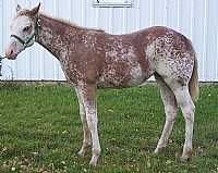 SCE FRENCHY ZIPN ROCK